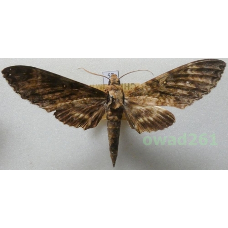 Sphingidae? Thailand 93mm57